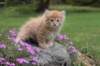 uzielboy65weeks215202348_small.jpg