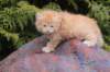 uzielboyd2410_small.jpg