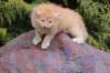 uzielboyd2412_small.jpg