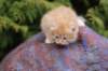 uzielboyd2414_small.jpg