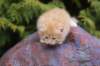 uzielboyd2415_small.jpg