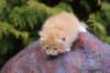 uzielboyd2416_small.jpg