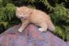 uzielboyd246_small.jpg