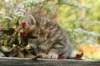 ussiaboy6weekssibn0924161_small.jpg