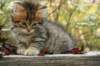 ussiaboy6weekssibn0924166_small.jpg
