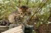 uuriaboy6weekssibn24103_small.jpg