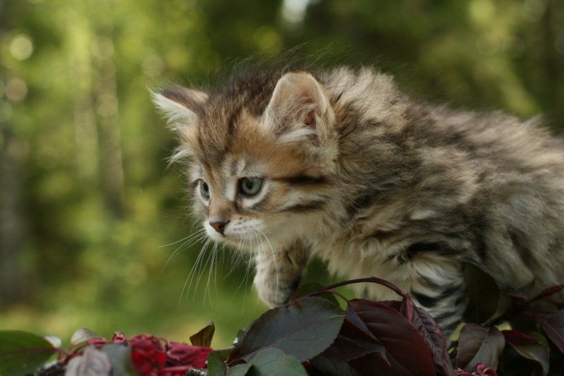 uuriaboy6weekssibn2458.jpg