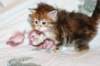 ullagirlsibfy2210_small.jpg