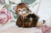 ullagirlsibfy2211_small.jpg