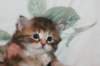 uriellagirlsibf2216_small.jpg