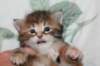 uriellagirlsibf2217_small.jpg