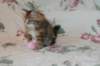 uriella105weeks12_small.jpg