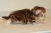 ullagirlsibfy2211_small.jpg