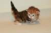 ullagirlsibfy2212_small.jpg