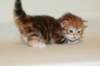 ullagirlsibfy2213_small.jpg