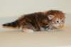 ullagirlsibfy2214_small.jpg