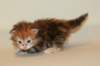 ullagirlsibfy2215_small.jpg