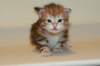 ullagirlsibfy2216_small.jpg
