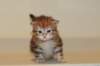 ullagirlsibfy2217_small.jpg