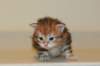 ullagirlsibfy2218_small.jpg