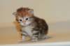 ullagirlsibfy2219_small.jpg