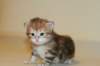 ullagirlsibfy2220_small.jpg