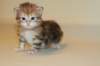 ullagirlsibfy2221_small.jpg