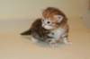 ullagirlsibfy2222_small.jpg