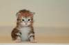 ullagirlsibfy2223_small.jpg