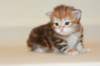 ullagirlsibfy2224_small.jpg