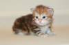 ullagirlsibfy2225_small.jpg