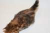 ullagirlsibfy226_small.jpg