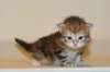 ullagirlsibfy227_small.jpg