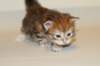 ullagirlsibfy228_small.jpg