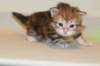 ullagirlsibfy229_small.jpg