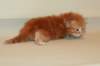 urielboysibd224_small.jpg