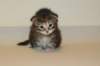 uriellagirlsibf2214_small.jpg