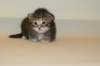 uriellagirlsibf2215_small.jpg