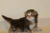 uriellagirlsibf2216_small.jpg