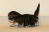 uriellagirlsibf2217_small.jpg