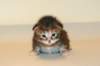 uriellagirlsibf225_small.jpg