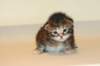 uriellagirlsibf226_small.jpg