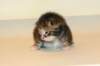 uriellagirlsibf227_small.jpg
