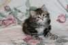 uma75weeks291201513_small.jpg