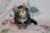 uma75weeks29120153_small.jpg