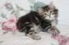 uma75weeks29120157_small.jpg