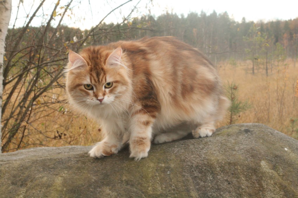 chfiamurinullagoldenkilpikonnatabbysibfy22.jpg