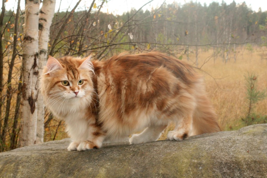 chfiamurinullagoldenkilpikonnatabbysibfy224.jpg