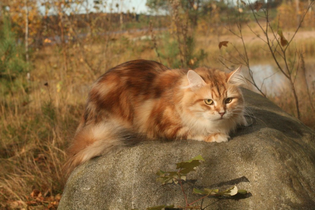 chfiamurinullagoldenkilpikonnatabbysibfy226.jpg