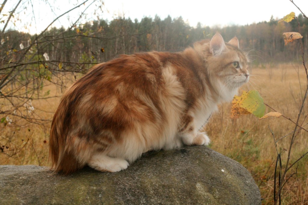 ullaimg_1797.jpg